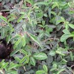 201803 clover.jpg